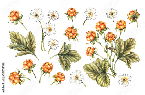 Watercolor set of berries, cloudberry flowers on a white background