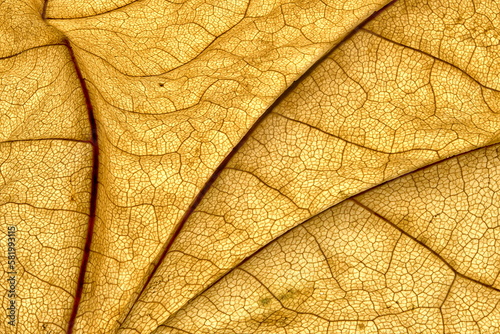 Dried Leaf Pattern