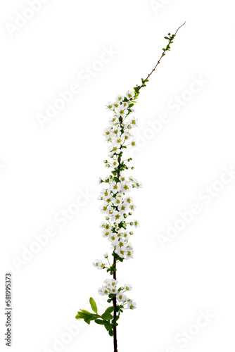                   Spiraea thunbergii