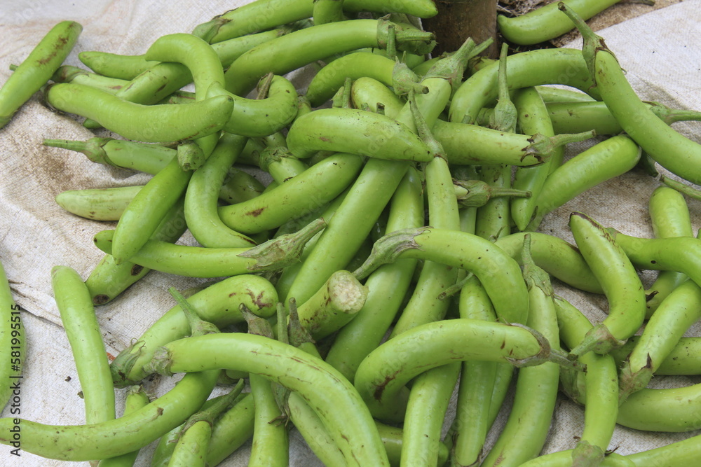 lots of green eggplants freshly picked from the garden lots of green eggplants freshly picked from the garden