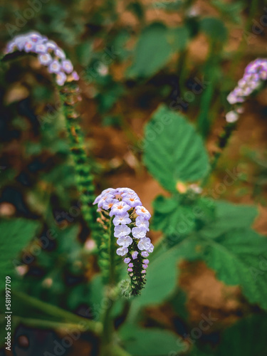 Close-up of the flower Sangketan or mousetail is a species of flowering plant from the genus Heliotropium photo