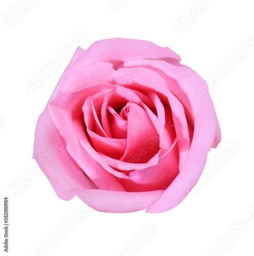 Close up pink rose flower isolated on white background. The side of pink flower.