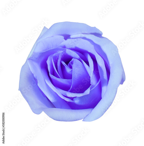 Close up blue-violet rose flower isolated on transparent background. The side of blue-violet flower.