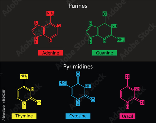 illustration of chemistry, Purines and Pyrimidines models, Nucleotides: The difference between pyrimidines and purines, Purine and pyrimidine nitrogenous bases - chemical formulas photo