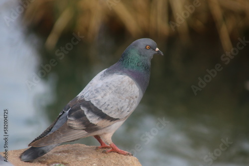 pigeon by the lake