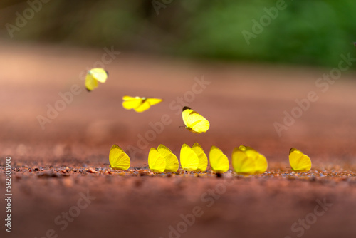 Butterfly season in Ma Da Forest in Dong Nai province. During summer, the hot weather will attract butterfly to gather at Ma Da forest. photo