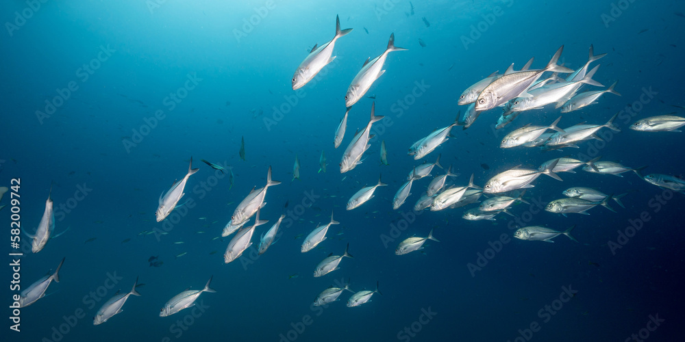School of Jack fish or jackfish in the blue ocean. Group of Jacks swimming together in the Gulf of Thailand. Marine life and underwater conservation. World ocean day concept School of Jack fish or jackfish in the blue ocean. Group of Jacks swimming together in the Gulf of Thailand. Marine life and underwater conservation. World ocean day concept