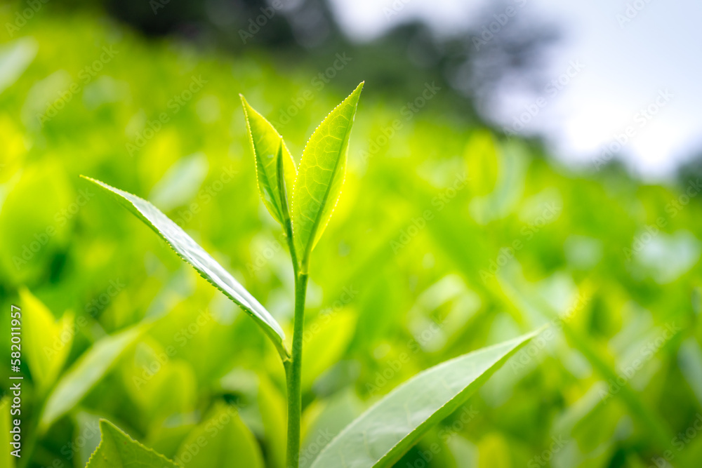 Close up shot of hands of holding the good freshly picked tea leaf. Green tea leaves picking up. Close up shot of hands of holding the good freshly picked tea leaf. Green tea leaves picking up.
