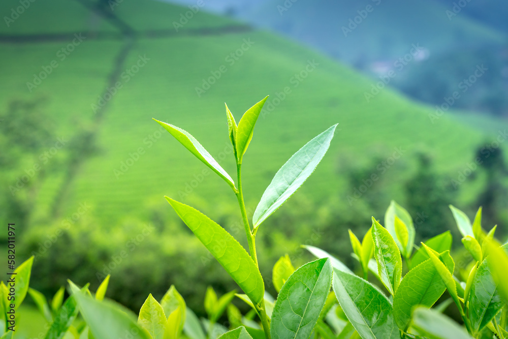 Close up shot of hands of holding the good freshly picked tea leaf. Green tea leaves picking up.