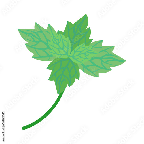 スペアミント。フラットなベクターイラスト。
Spearmint. Flat designed vector illustration.