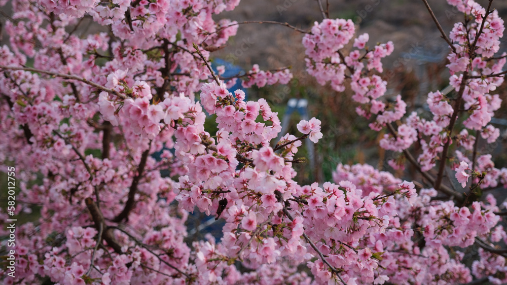ピンク色に満開に咲いた早咲きの桜
