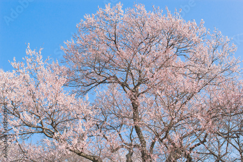 満開の桜と青空。日本の春のコンセプト。