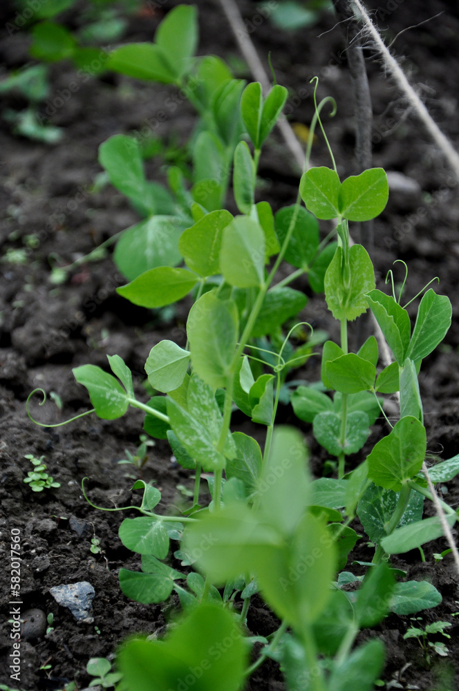 A bed of green peas in the ground A bed of green peas in the ground