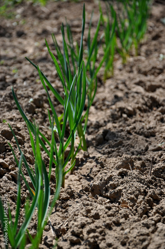 A bed of garlic in the ground