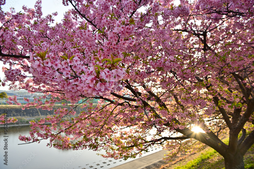 乙川河津桜