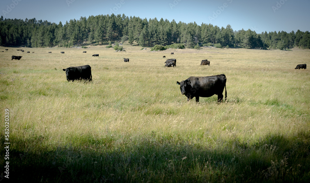 Cows in the Meadow Cows in the Meadow