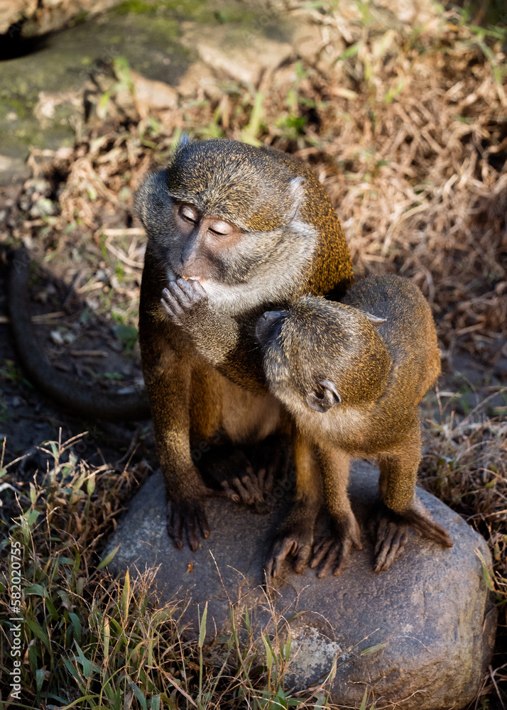 Obraz premium Monkeys
