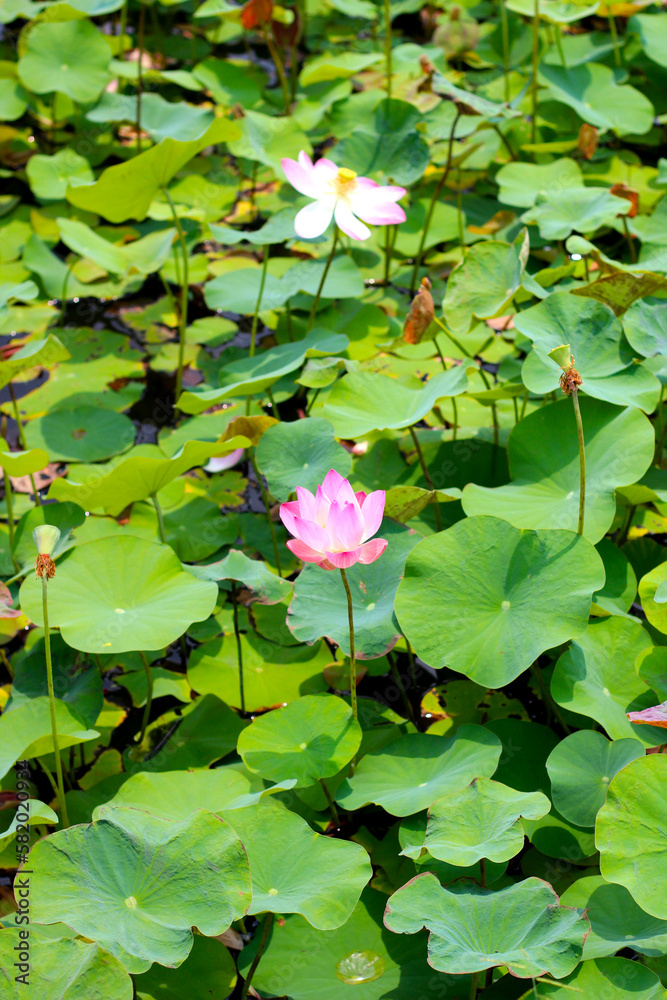 Pink Lotus flower. Beautiful petals Pink Lotus flower. Beautiful petals