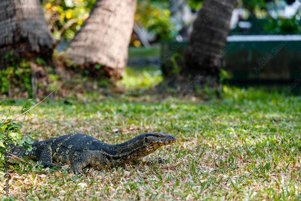 Naklejka premium Wild varan walking on grass 