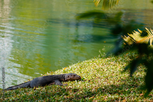 A water lizard hunts for fish in Lumpini Park in Bangkok