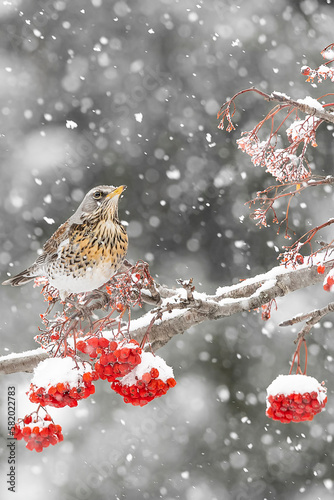 Fine art portrait among the snowflakes, the Fieldfare (Turdus pilaris)