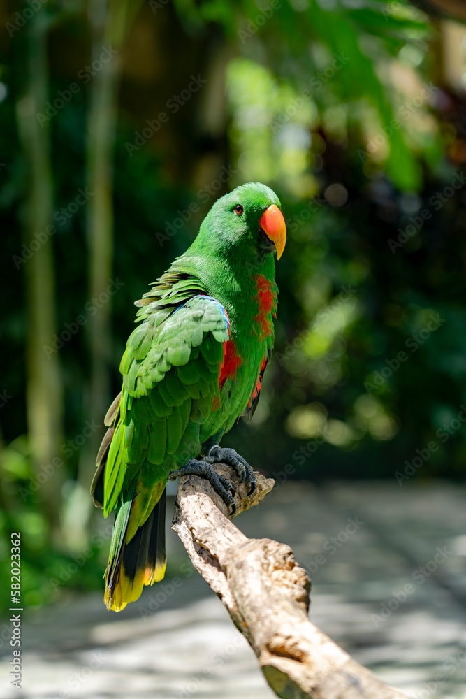 Fototapeta premium Pajaros Loros