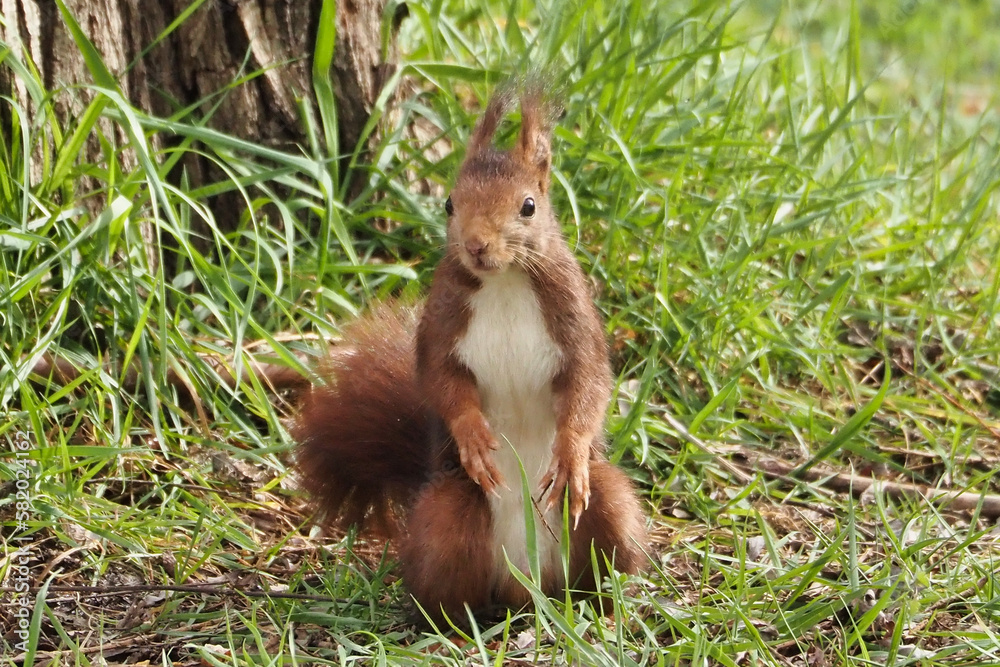 beautiful portrait of a squirrel beautiful portrait of a squirrel
