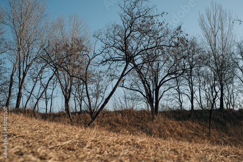 tree in the field