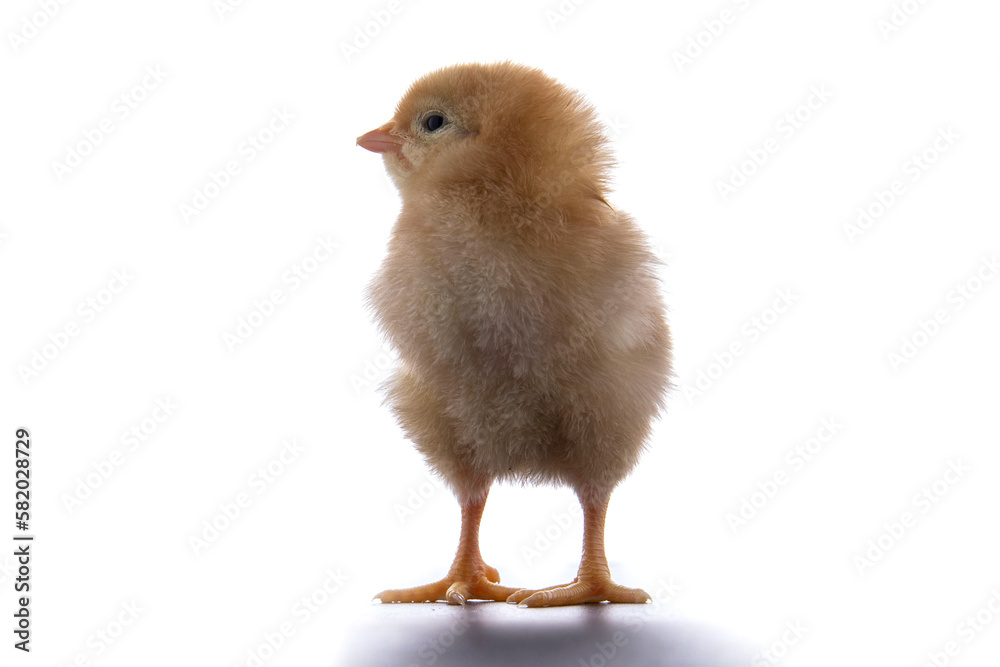Obraz premium A newly born chick on a white background