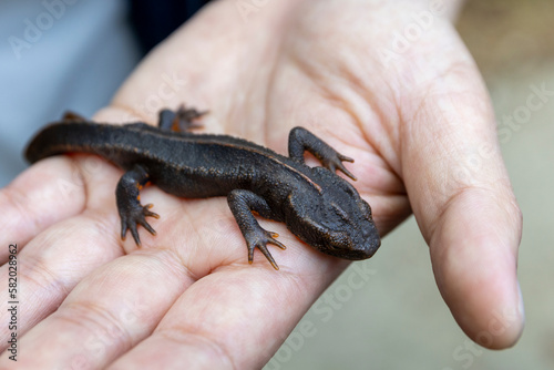 2023 Mar 01,Hong Kong.The Hong Kong warty newt or Hong Kong newt (Paramesotriton hongkongensis, ) is a species of salamander found in Hong Kong. 