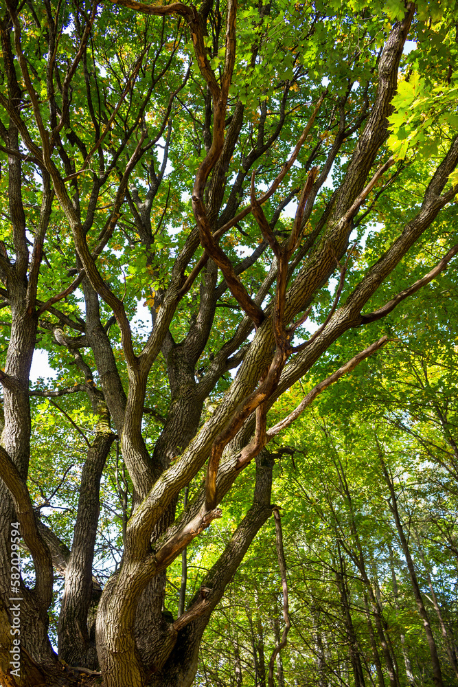 Spreading crown of an old branched oak vertically Spreading crown of an old branched oak vertically