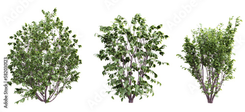 Plant shrub corylus avellana set on transparent background.3d rendering PNG Set