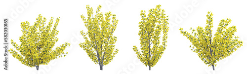 Plant yellow shrub forsythia set on transparent background.3d rendering PNG Set