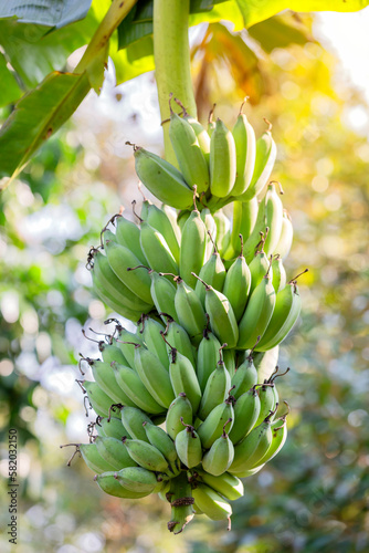 Bunch of Pisang Awak banana in the agriculture plantation  Banana tree Tropical fruits in Thailand