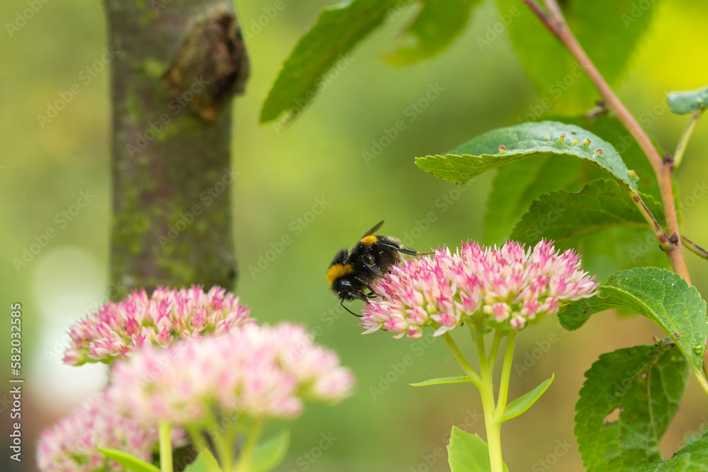 Bumblebee gathering nectar, pollen from Sedum flowers. Sedum flowers bloom in nature spring summer time Bumblebee gathering nectar, pollen from Sedum flowers. Sedum flowers bloom in nature spring summer time