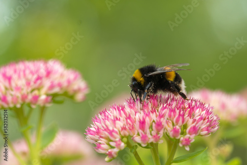 Bumblebee gathering nectar, pollen from Sedum flowers. Sedum flowers bloom in nature spring summer time © caiquame