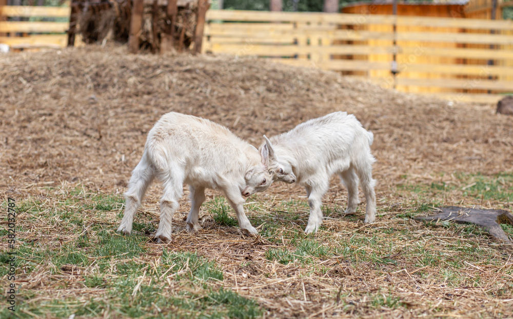 Obraz premium Two white little goats play with each other on the farm. Breeding goats and sheep. Housekeeping. Cute with funny.