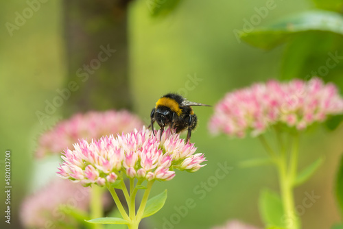 Bumblebee gathering nectar, pollen from Sedum flowers. Sedum flowers bloom in nature spring summer time