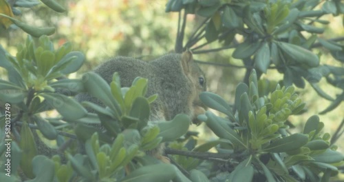 Squirrel eating a nut on a tree branch
