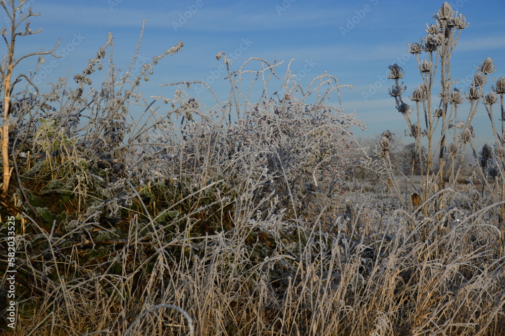 Obraz premium Winter Landscape in the Heath Lueneburger Heide, Walsrode, Lower Saxony