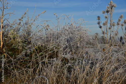 Winter Landscape in the Heath Lueneburger Heide  Walsrode  Lower Saxony