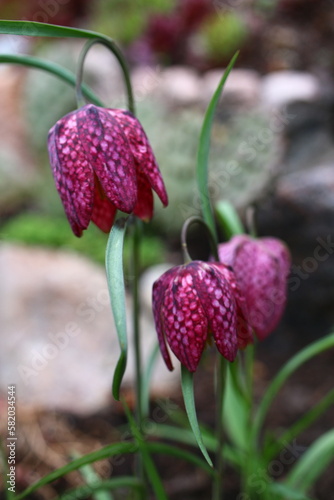 Szachownica kostkowata Fritillaria meleagris photo