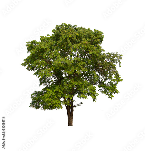 isolated tree  is located on a white background. Collection of isolated tree on white background Tropical tree