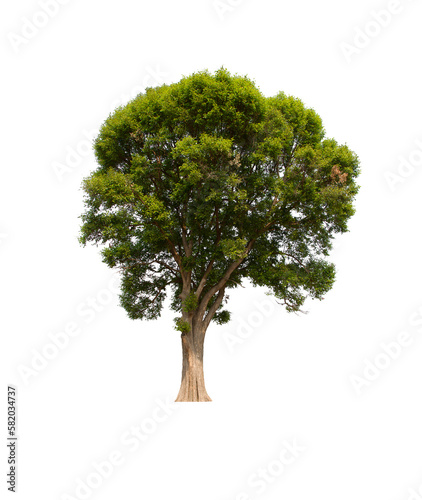 isolated tree  is located on a white background. Collection of isolated tree on white background Tropical tree