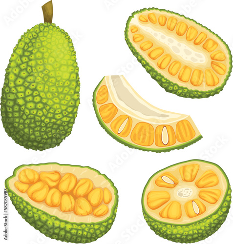 jackfruit organic food set cartoon vector illustration