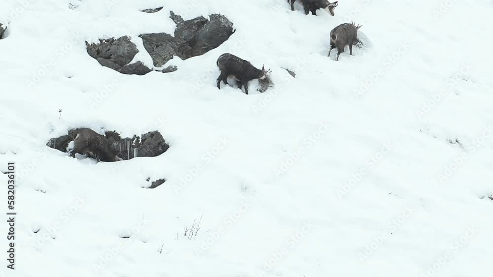 Herd of chamois on snow (Rupicapra rupicapra) Herd of chamois on snow (Rupicapra rupicapra)