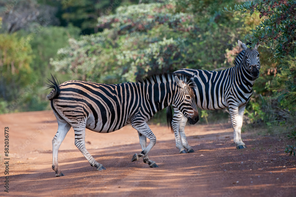 Fototapeta premium Burchells Zebra (Equus burchelli) Marakele National Park, South Africa