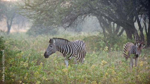 Burchells Zebra (Equus burchelli) Marakele National Park, South Africa