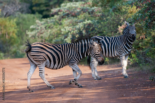 Burchells Zebra  Equus burchelli  Marakele National Park  South Africa