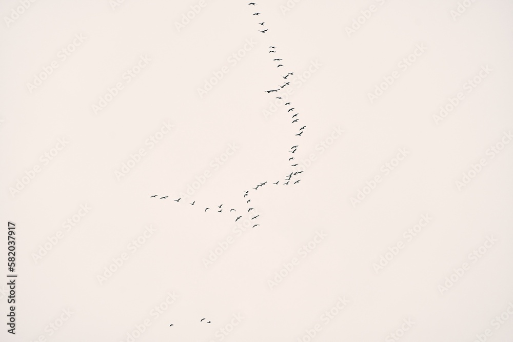 Flock of birds isolated in the sky Flock of birds isolated in the sky
